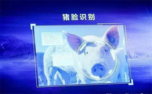 从马云到刘强东 互联网巨头为何纷纷跨界“养猪”？